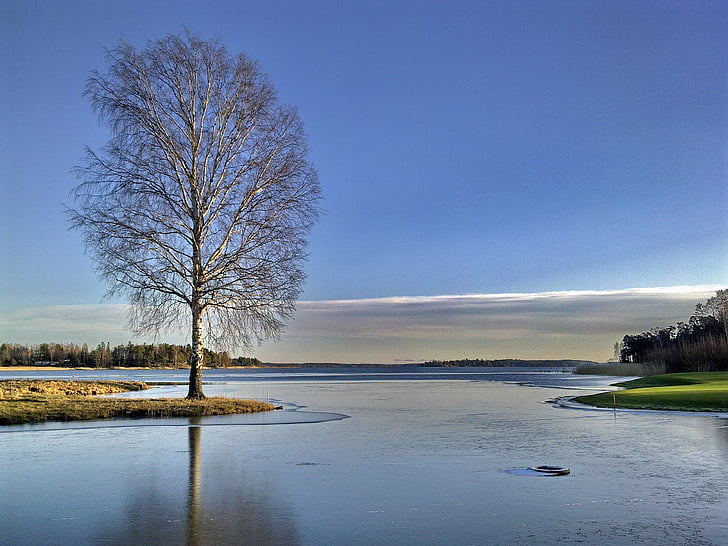 winter, lake, tree, golf course, cold, bank, frozen