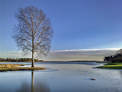 pozimi, jezero, drevo, golf igrišče, hladno, banka, zamrznjeni