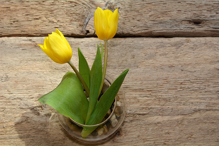 tulips, vase, wood, spring flowers, cut flowers, yellow, yellow flowers