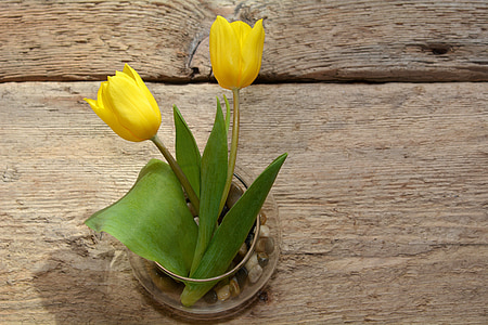 郁金香, 花瓶, 木材, 春天的花朵, 切花, 黄色, 黄色的花