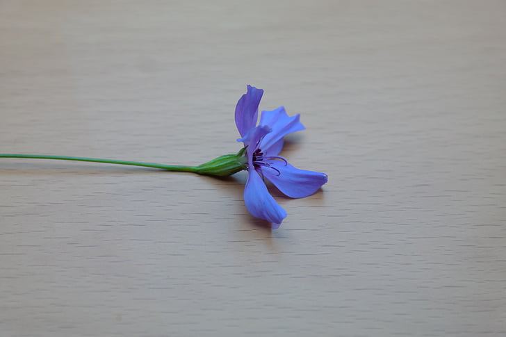 Rosa del cel, flor, flor, flor, blau, blau violeta, violeta
