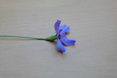 Sky rose, kukka, Blossom, Bloom, sininen, sininen violetti, Violet