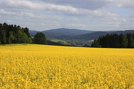oilseed rape, fichtelberg, ore mountains, yellow