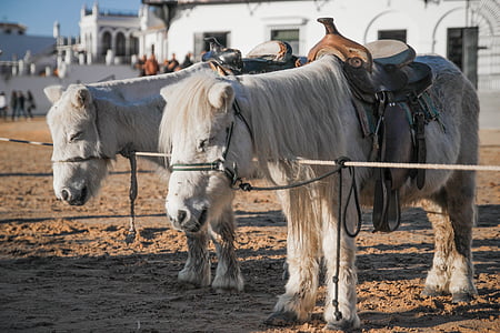 pony, dyr, behårede hest, sadel