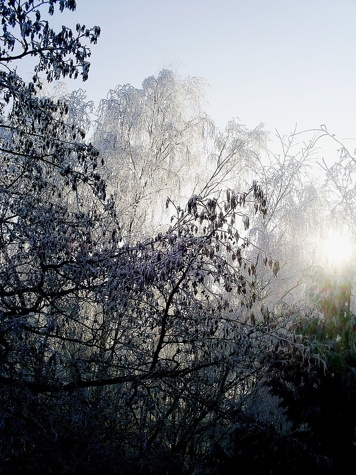 sunlight, trees, winter, frost, nature, landscape, forest