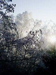 ánh sáng mặt trời, cây, mùa đông, Frost, Thiên nhiên, cảnh quan, rừng