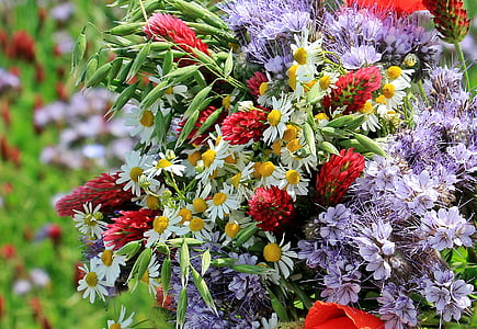 野花, 野生花束, 颜色, 多彩, 自然, 春天, 花
