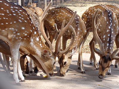 jelen, Indie, volně žijící zvířata, Les, parku, přírodní, Asie