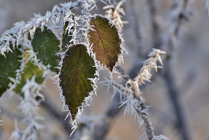 leaves, winter, frost, ice, frozen, iced, nature