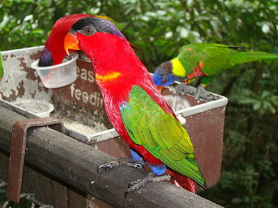 папагал, цвят, природата, тропически, екзотични, птица