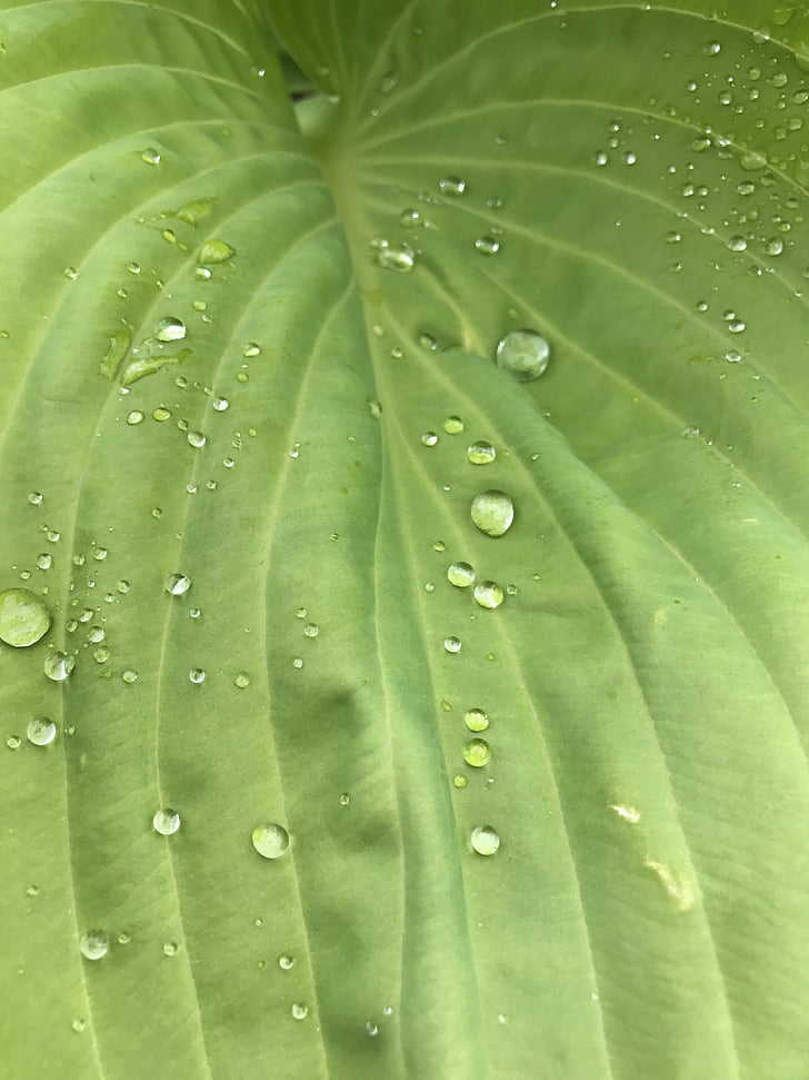 raindrop, dew, morgentau, drop of water, drip, leaf, moist