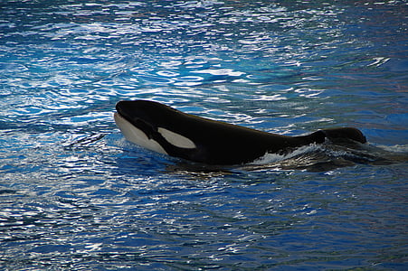 orca, 월마트, 킬러, 범 고래, orcinus orca, 동물, 블루