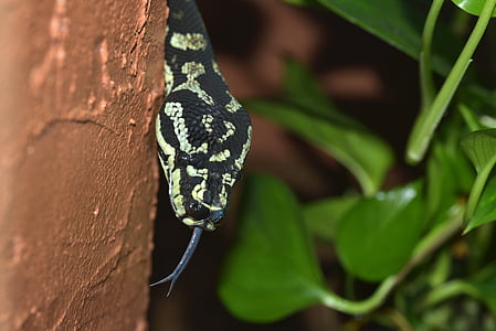 serpent, qui se cache, chasseur de souris, noir et blanc, python, reptile, animal