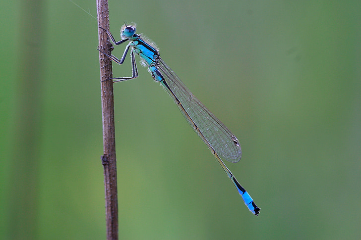 Dragonfly, lille dragonfly, uheldig dragonfly, Flight insekt, insekt, Ischnura elegans