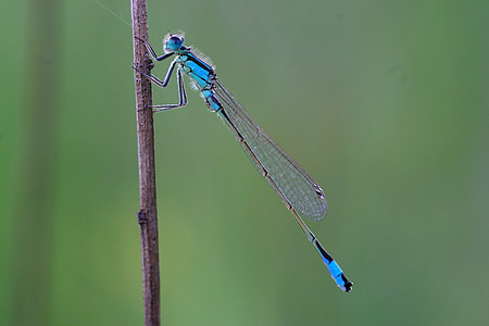 libèl·lula, libèl·lula petit, libèl·lula mala sort, insecte de vol, insecte, Ischnura elegans