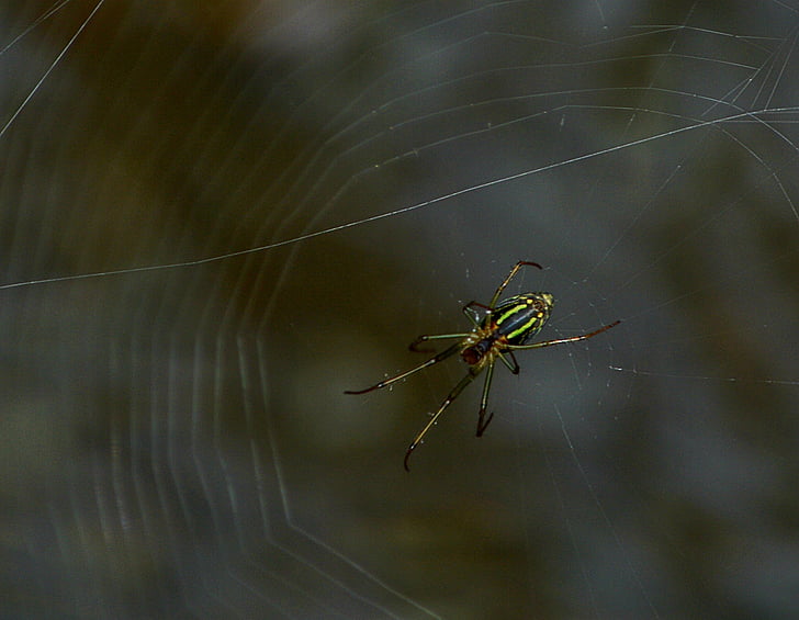 zirneklis, Web, daba