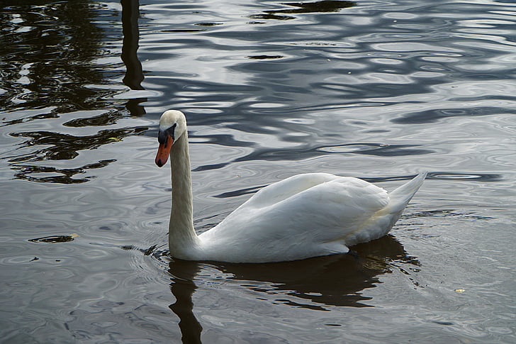 Swan, biela, vody, vták, plávať, jazero, pierko
