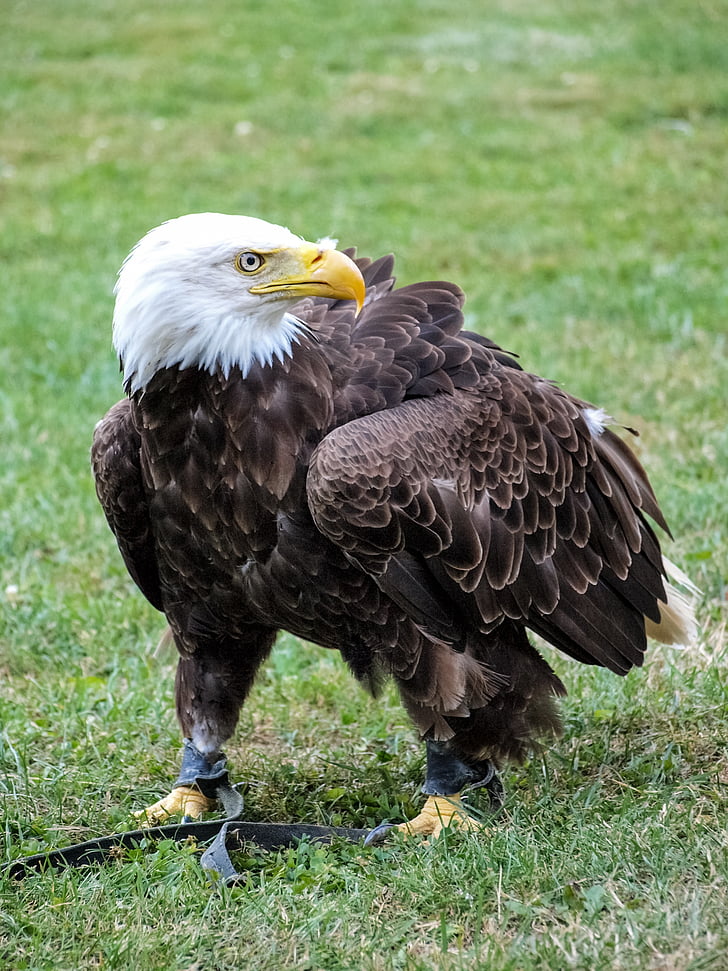 Bald eagles, Adler, burung pemangsa, hewan, burung, burung raptor, alam