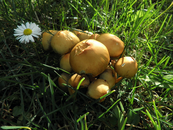 houby, žlutá, malé, louka, podzim, Příroda, jídlo