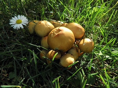 грибы, желтый, маленький, Луг, Осень, Природа, питание