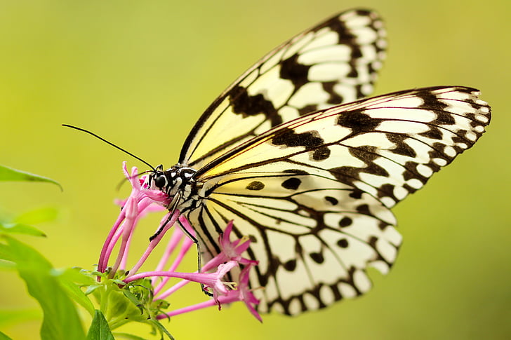 sommerfugl, møl, insekt, makro, lukke, nektar, pollen
