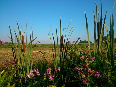 reeds, marshes, nature, landscape, grass, flower, summer