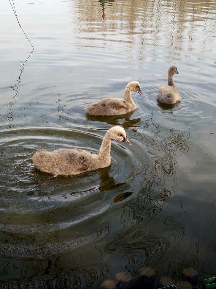 small, day, goose, bird, nature, lake, water