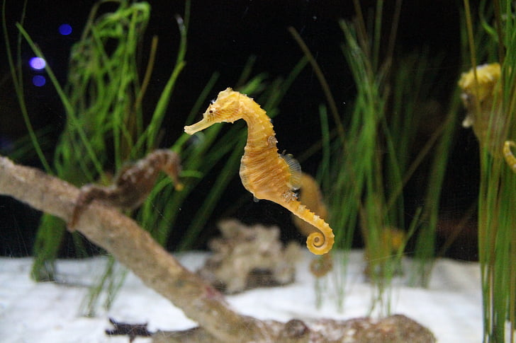 sea horse, is, horsey, natural, water, sea, pond