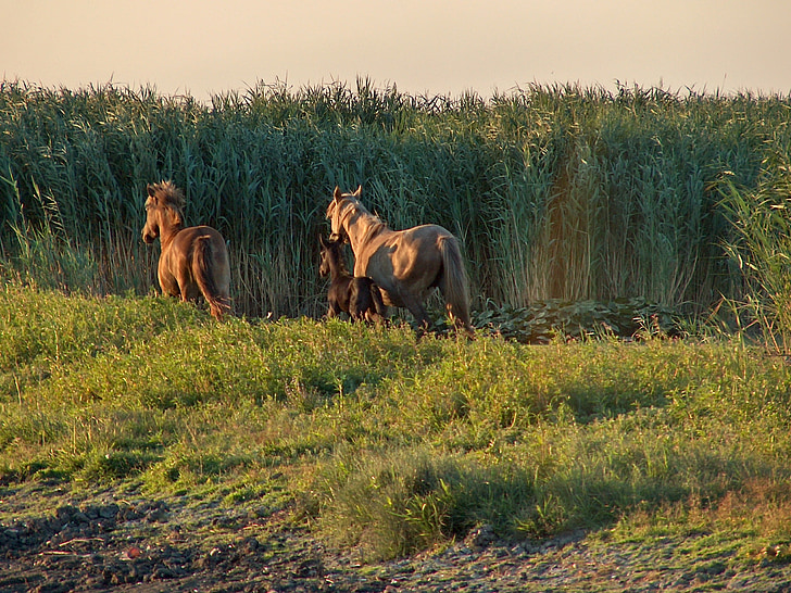 Pferde, Grass, Reed