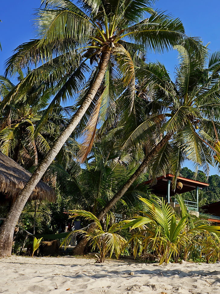 palm trees, sand, thailand, bungalow, vacation, south-east asia, island kochange