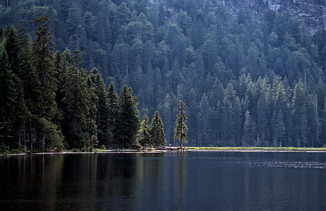 jezero, Les, jedle, Příroda, stromy, voda, přírodní rezervace