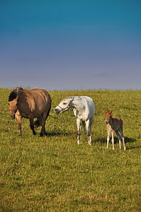 лошади, Семья, потомство, Природа, агрессия