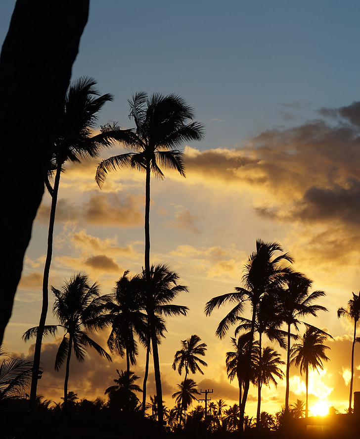 paisatge, arbre de coco, posta de sol, cel, horitzó, natura, crepuscle