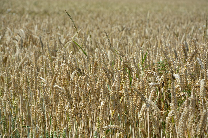 ears of wheat, fields, cereals, agriculture, plants, cultures, produce