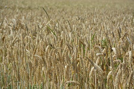 espigas de trigo, campos, cereais, agricultura, plantas, culturas, produzir