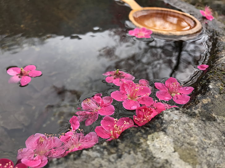 petal, water, pool, flower, korea, nature, pink Color