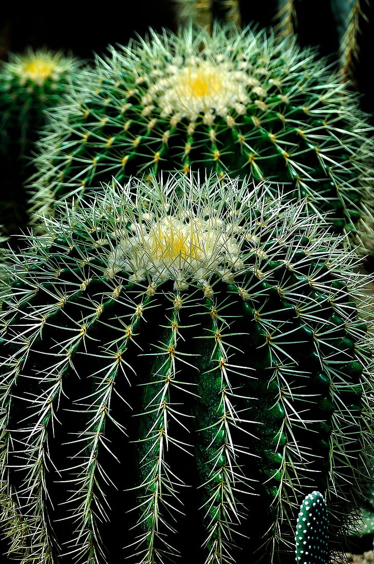Kaktusy, szczelnie-do góry, zielony, roślina, Zdjęcia domeny publicznej, Kaktus, Natura