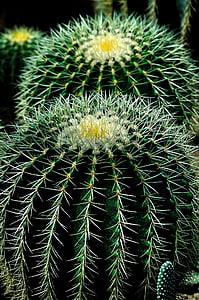 cactus, plant, circles, nature, green, flower, natural