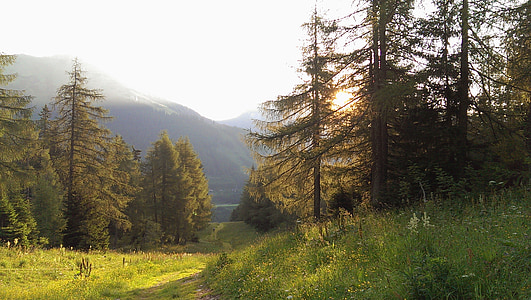 természet, Ausztria, Stájerország, hegyek, völgy, erdőben, fák