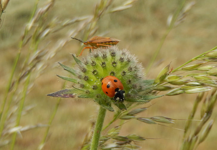 Ladybug, insecte, flori