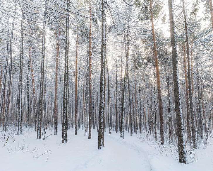 кафяв, голи, дървета, сняг, през деня, гора, дърво