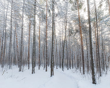 brown, bare, trees, snow, daytime, forest, tree