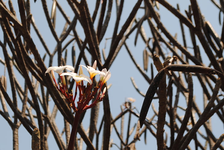 planta, árbol, flor, floración, África, Zambia