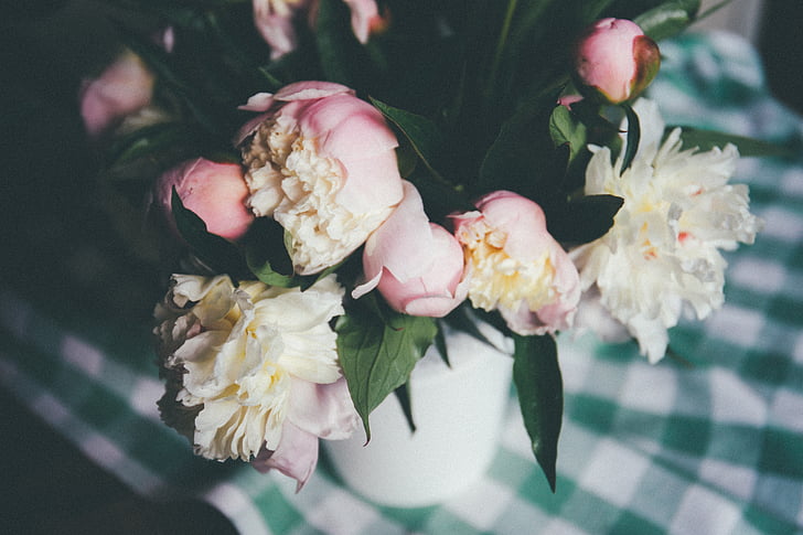 fokus, fotografije, roza, cvijet, biljka, bijeli, latica