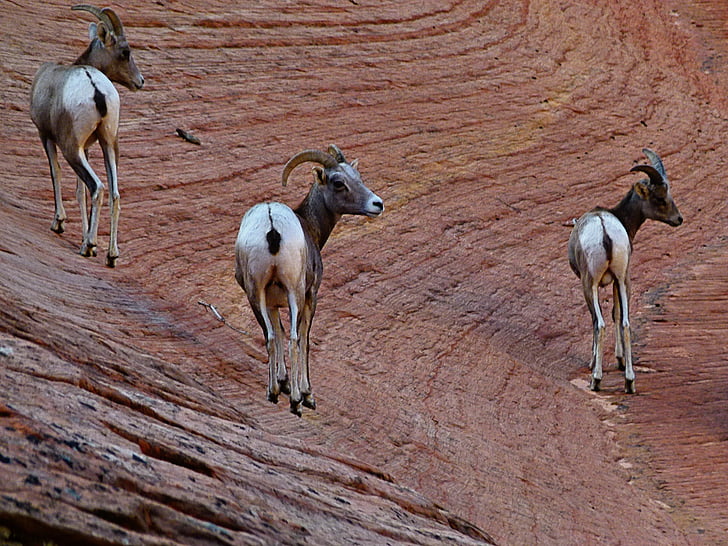 owce górskie, ssak, zwierząt, Natura, park narodowy Zion, Utah, Stany Zjednoczone Ameryki