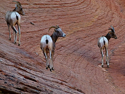 pecore di montagna, mammifero, animale, natura, Parco nazionale di Zion, Utah, Stati Uniti d'America