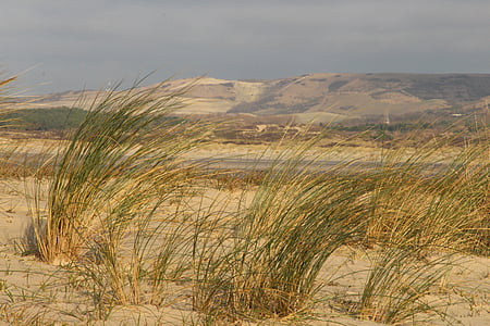 oyats, plajă, de mers pe jos, Dune, Panorama, touquet, Franţa