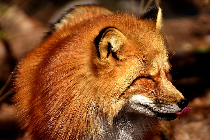 Fuchs, Αστείο, γλώσσα, Ζωικός κόσμος, άγρια ζώα, φωτογραφία άγριας φύσης, Πορτραίτο ζώου