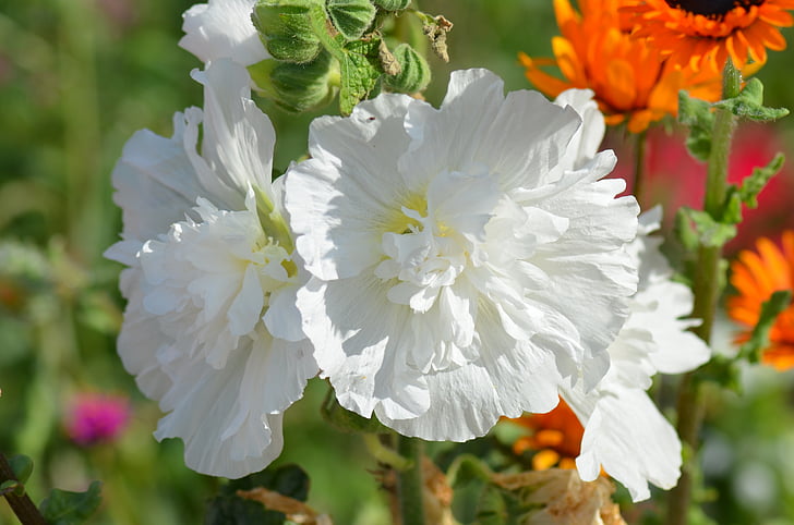 puķe, baltas puķes, daba, putekšņu, balta, vasaras puķes, balta puķe