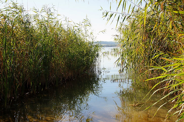 rákosí, jezero, vstup do vody, Balaton